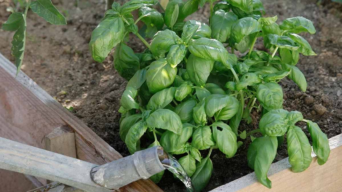 Arrosage du basilic