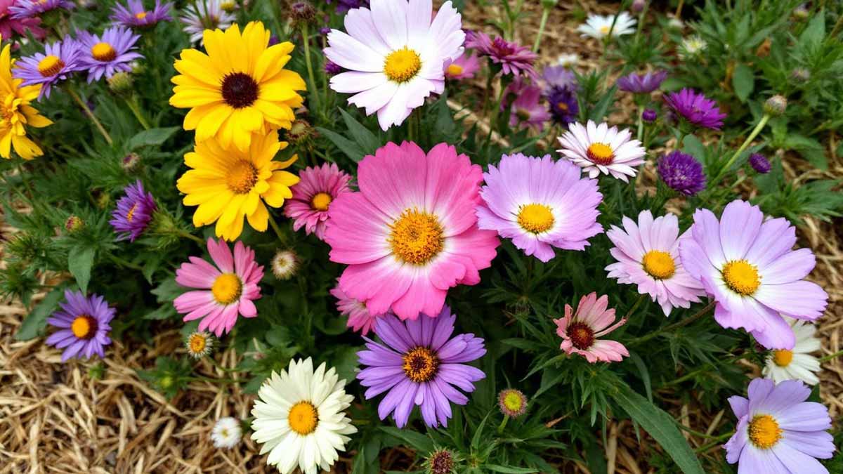fleurs