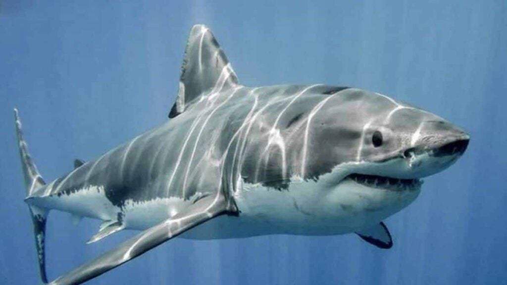 monstres marins