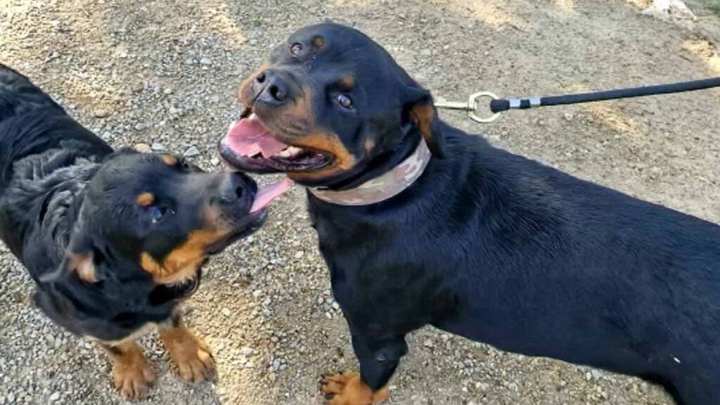 chiens mordeurs