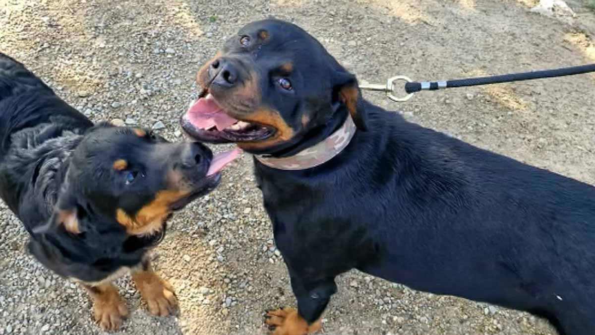 chiens mordeurs