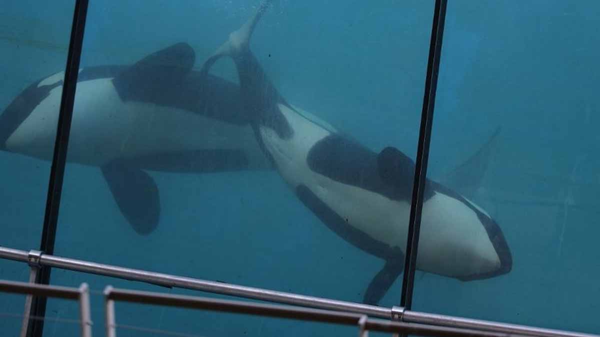 orques du Marineland