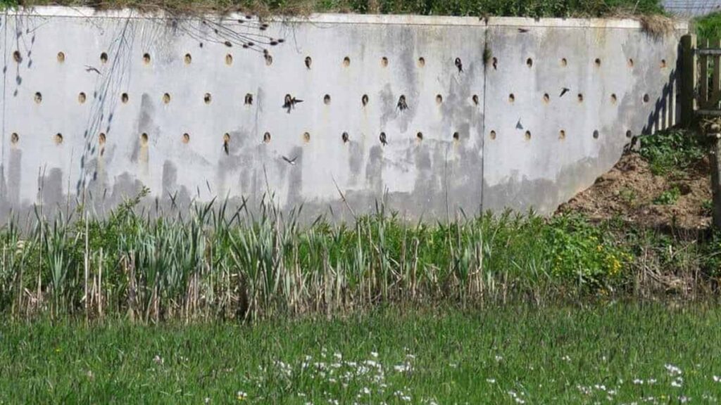 mur de nids artificiels