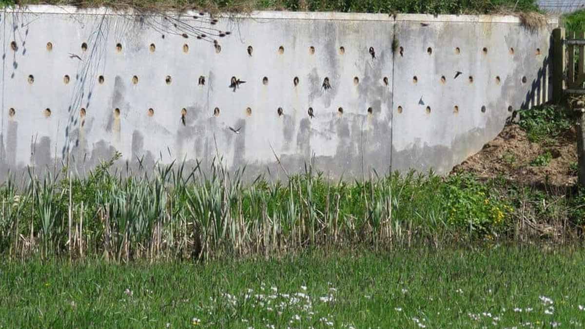 mur de nids artificiels