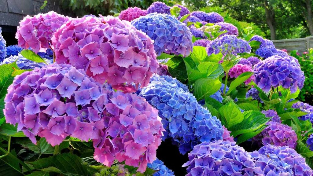 hortensias