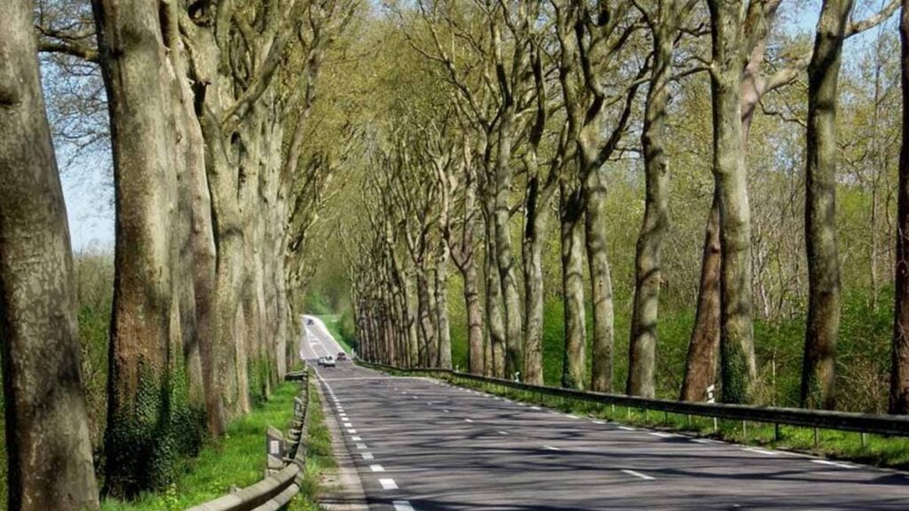 rangées d'arbres