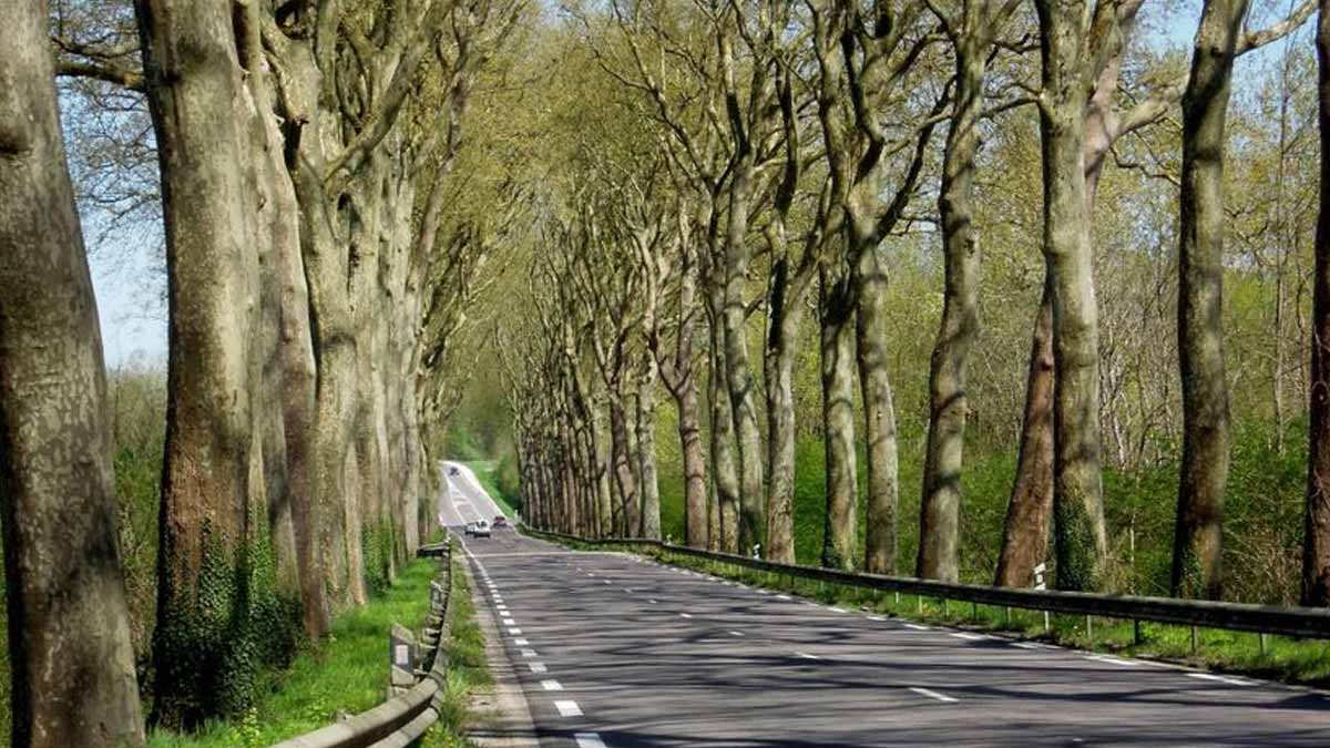rangées d'arbres