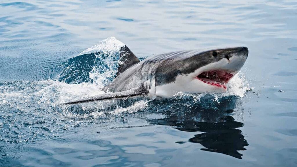 requin blanc
