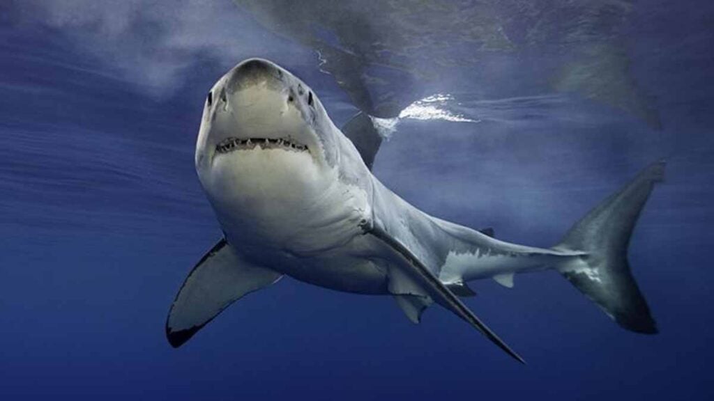requins géants