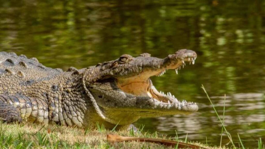 alligator