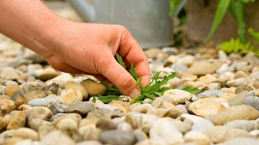 éliminer les mauvaises herbes