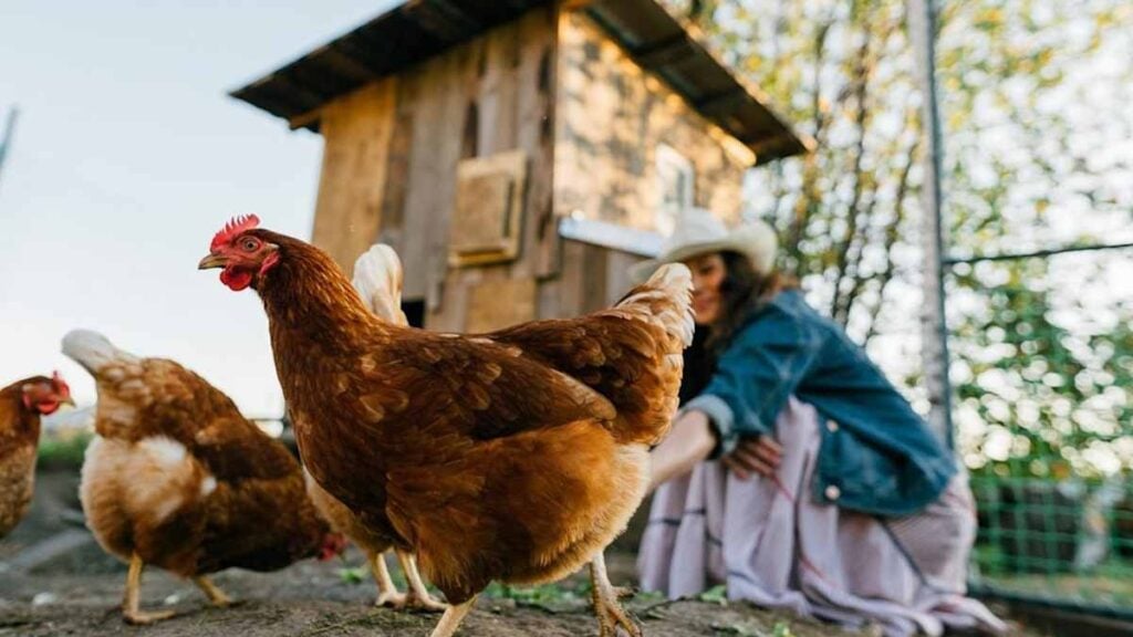 poules